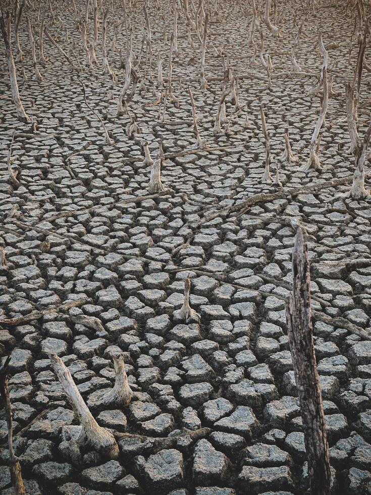 Destruction mangrove forest scenery, destruction mangrove forest is an ecosystem that has been severely degraded or eliminated such as habitat, and pollution, take care of the mangrove forest. photo