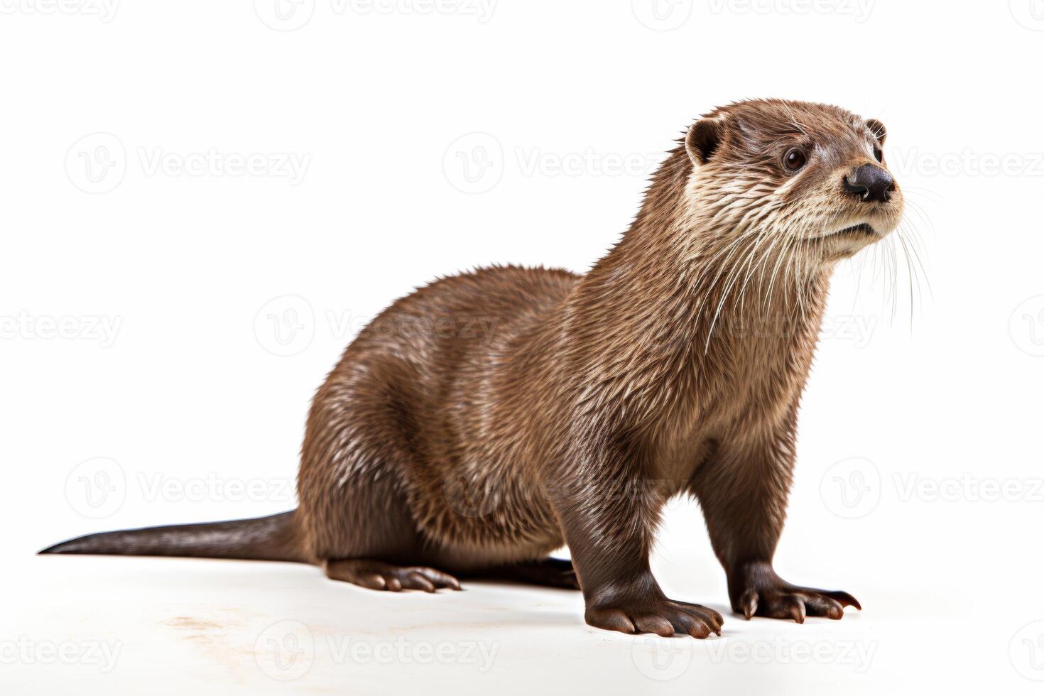 AI generated Cute otter clipart photo