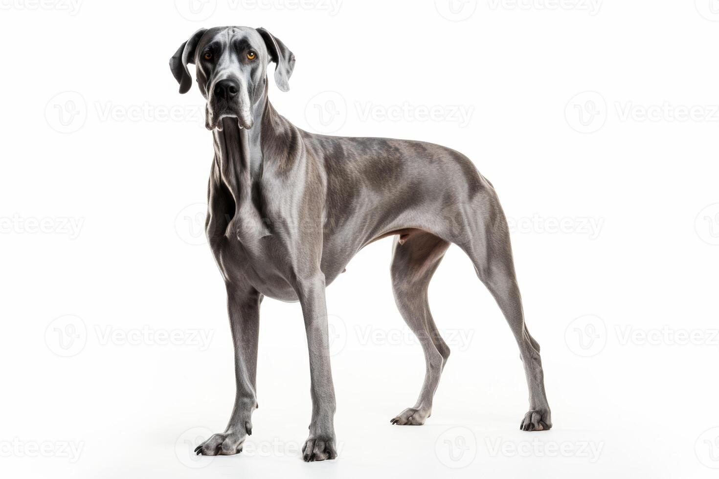 AI generated Great Dane dog clipart photo