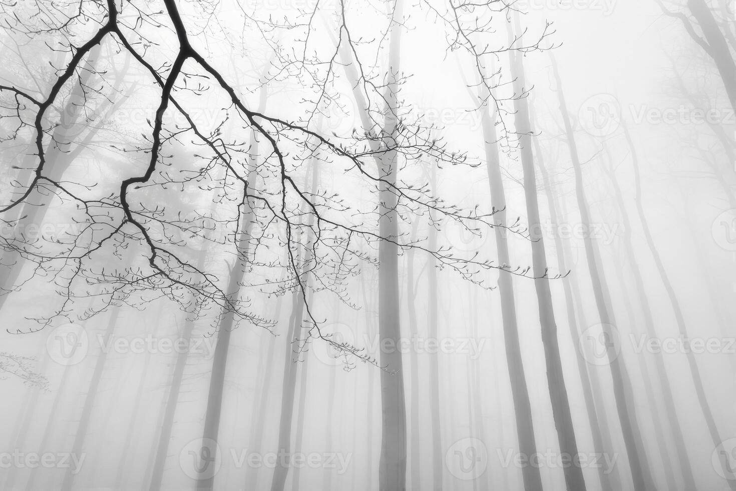 Foggy view of the crowns trees photo