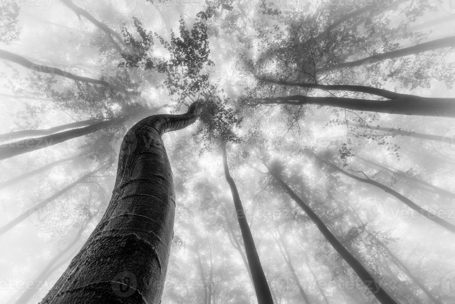 Summer beech trees with fog photo