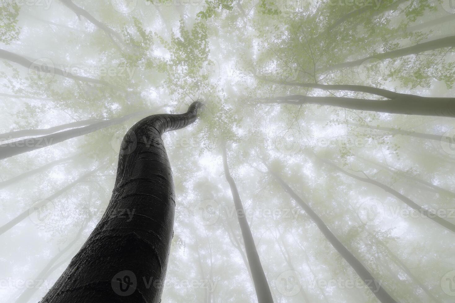 Spring beech trees with fog photo
