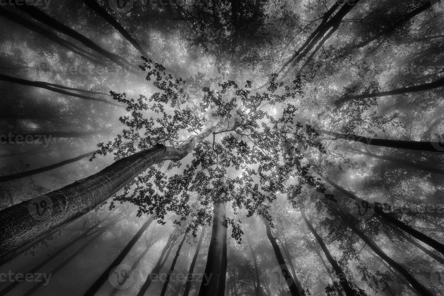 Summer views into the crowns of beech deciduous trees photo