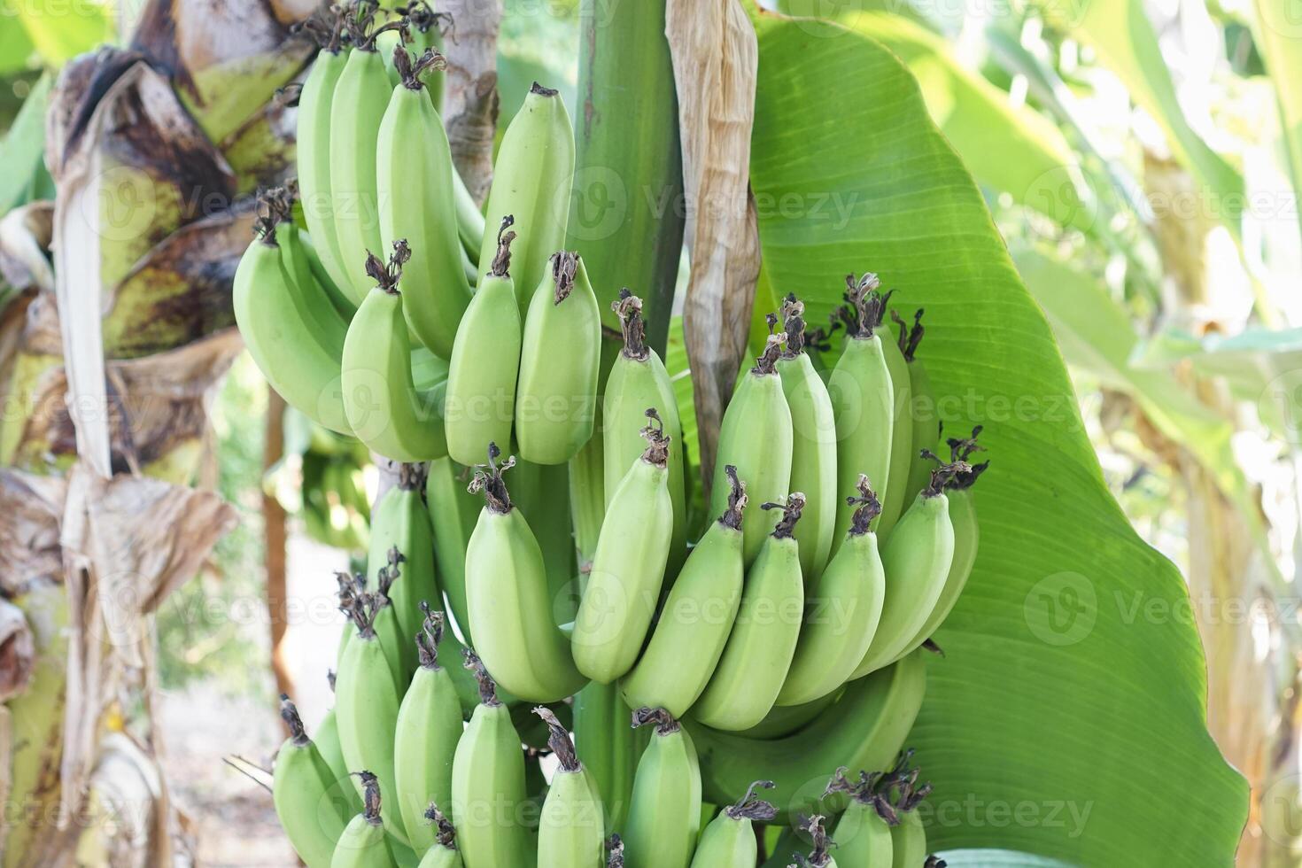 close up Unripe Banana in the trees with green color photo