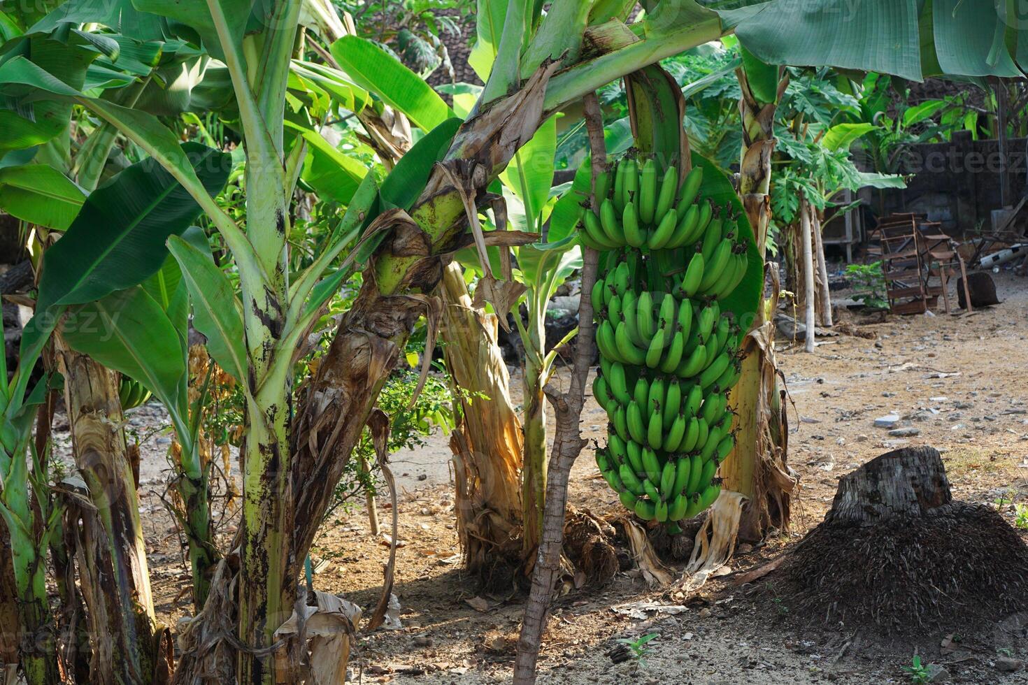 Unripe Banana in the trees with green color photo