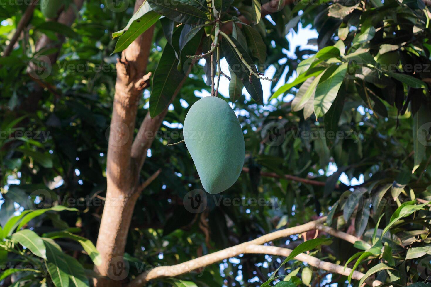 A unripe green mango that is still hanging on a tree, containing high levels of Vitamin C, photo