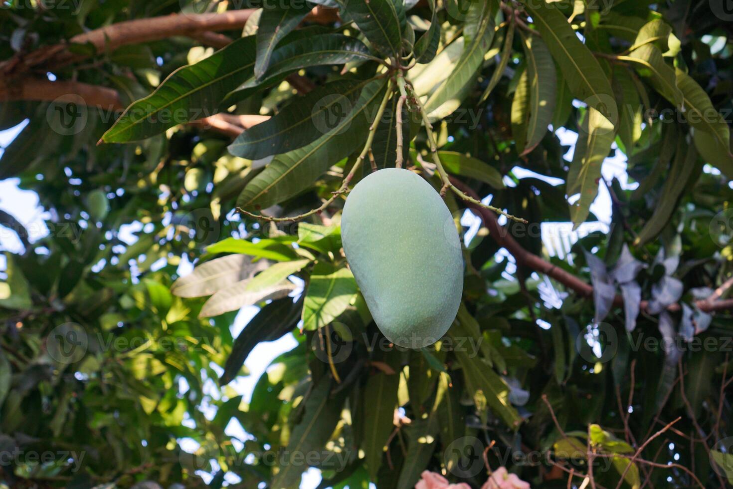 A unripe green mango that is still hanging on a tree, containing high levels of Vitamin C, photo