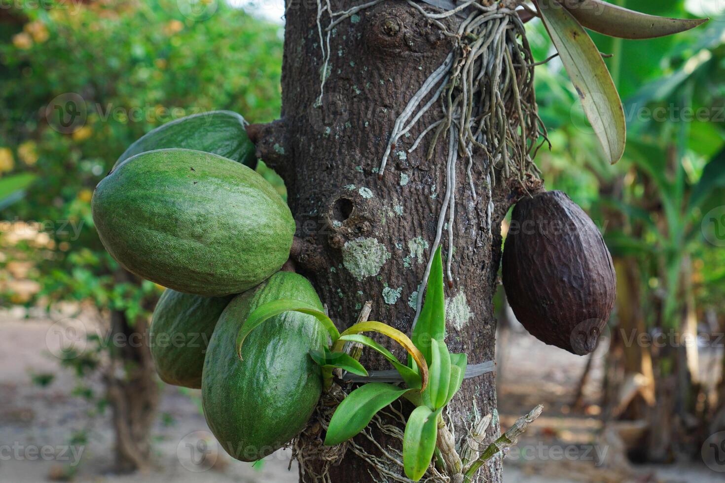 ripe and unripe Cacao fruit hanging from the cacao tree. photo