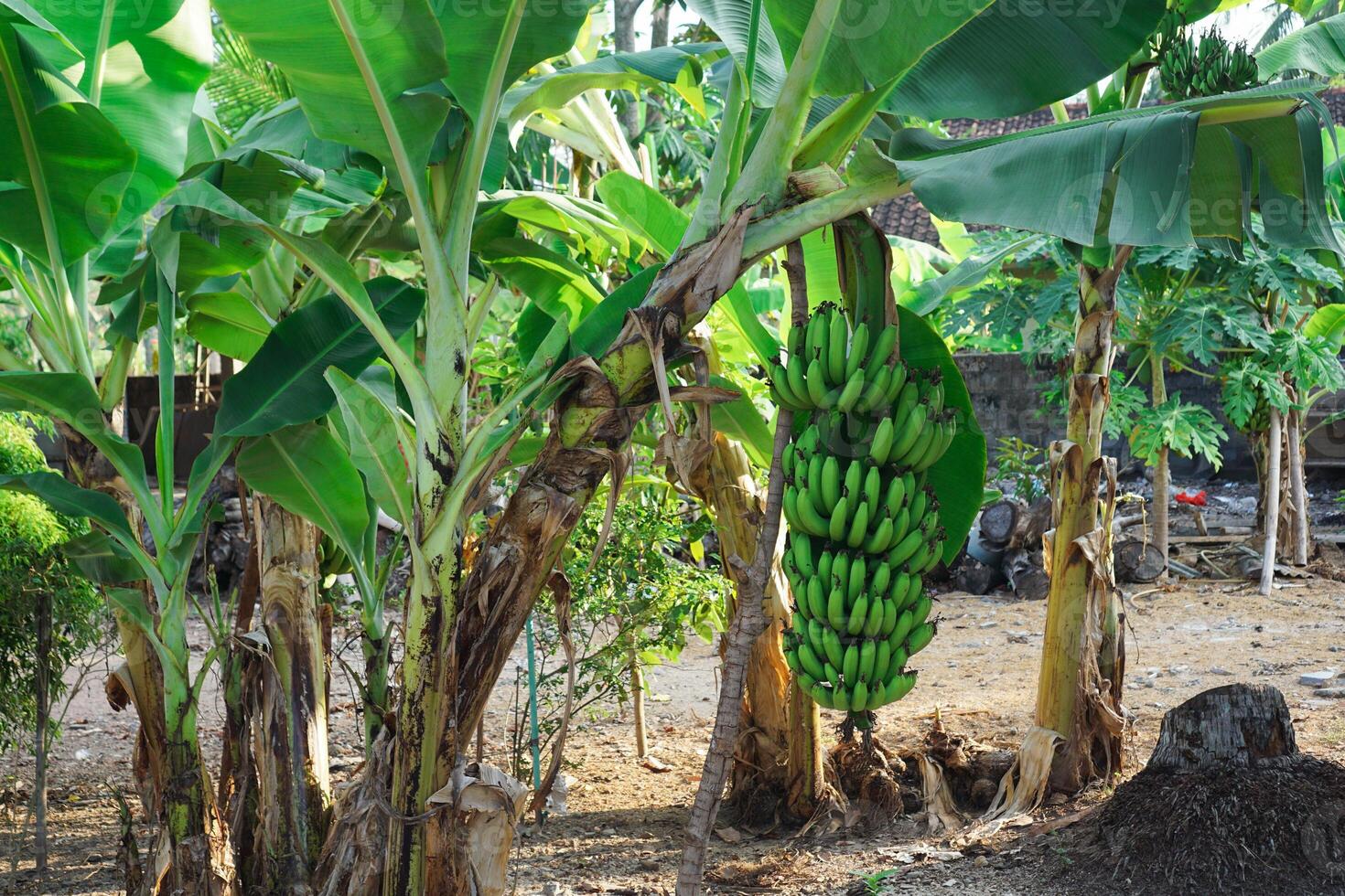 Unripe Banana in the trees with green color photo
