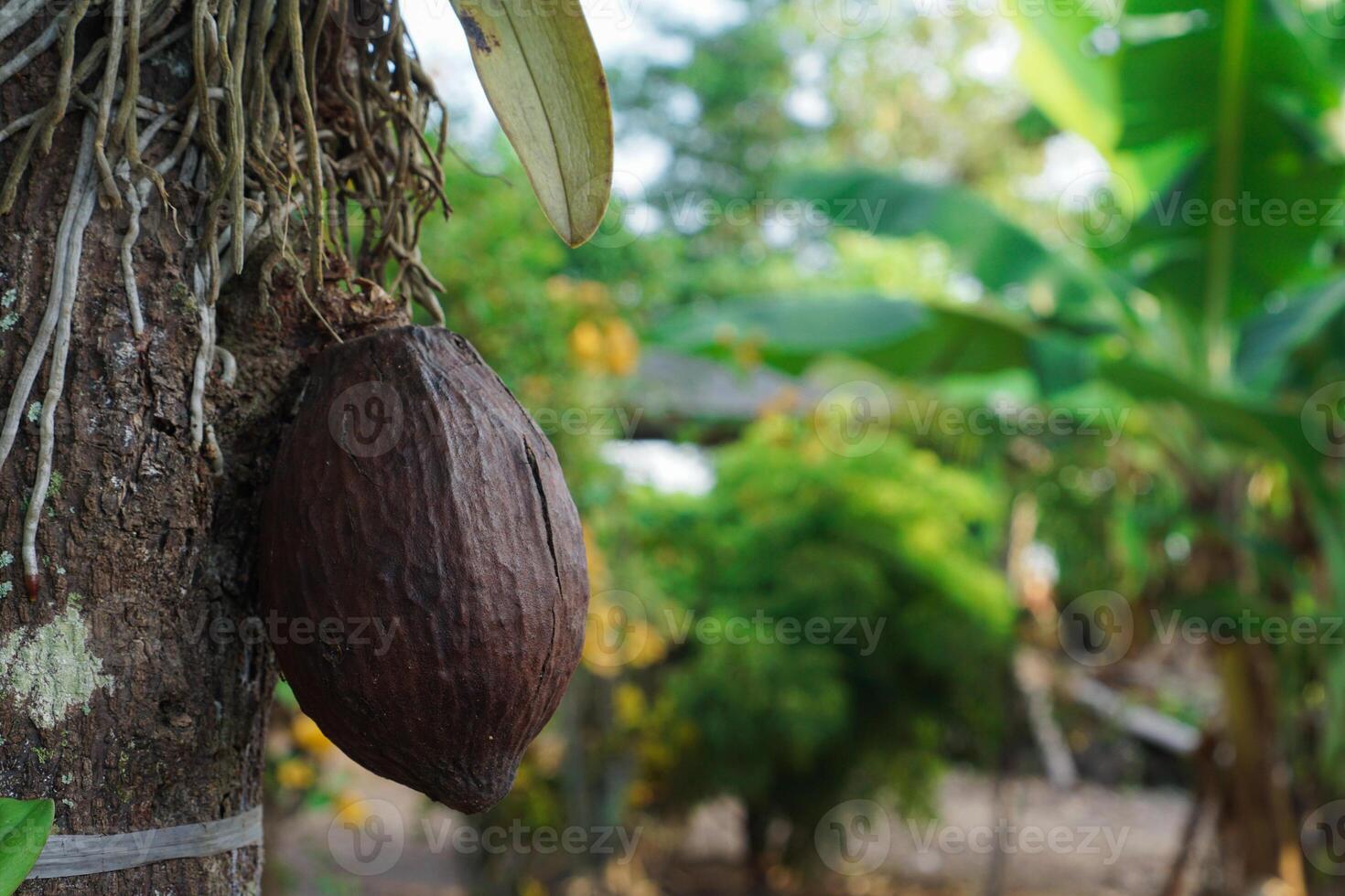 ripe and unripe Cacao fruit hanging from the cacao tree. photo