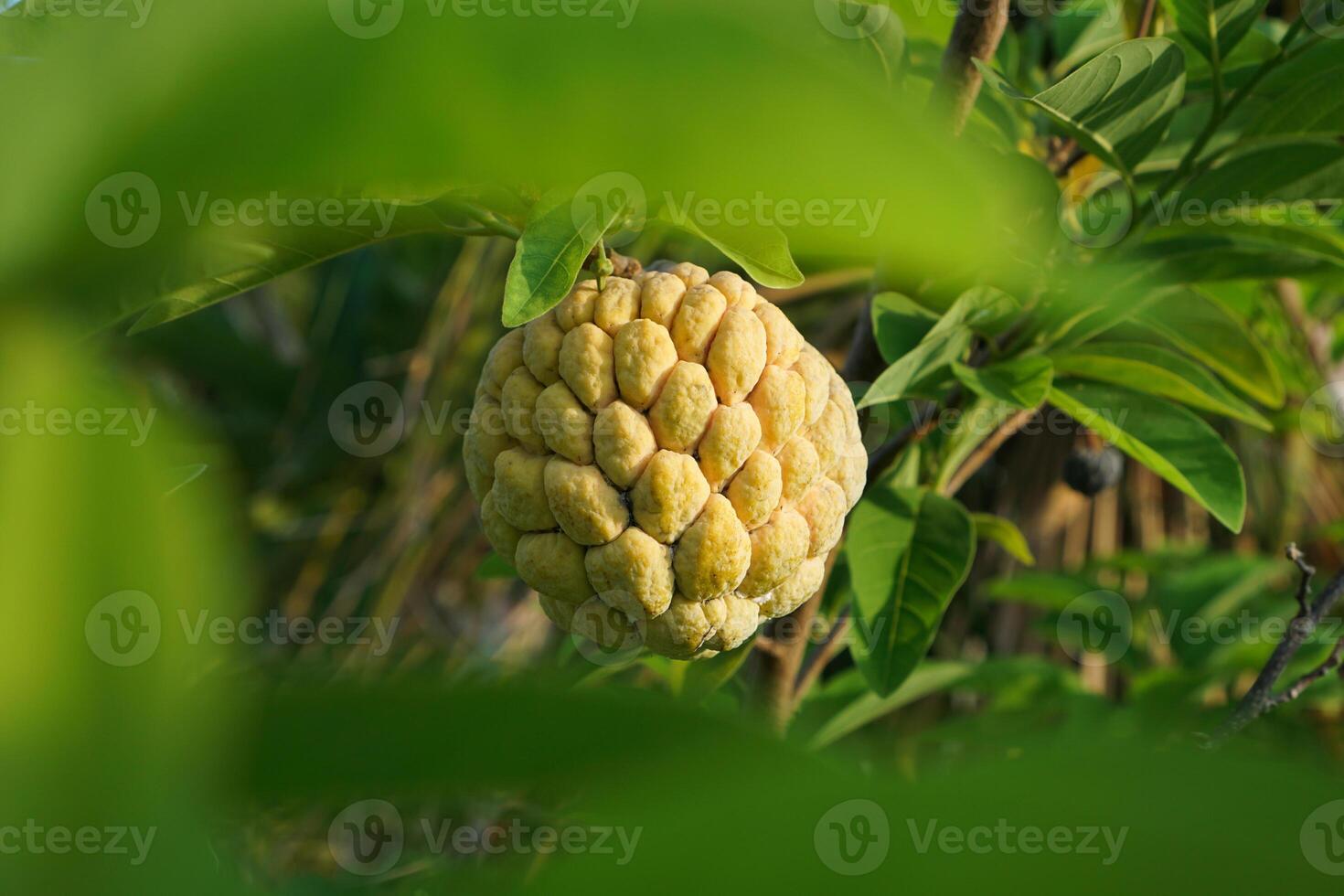 Srikaya or sugar apple fruit is a type of fruit originating from the West Indies. Srikaya fruit trees can grow anywhere, their skin forms like green scales photo