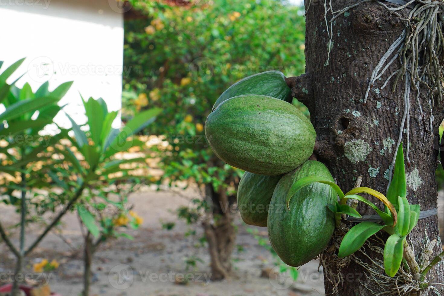 ripe and unripe Cacao fruit hanging from the cacao tree. photo