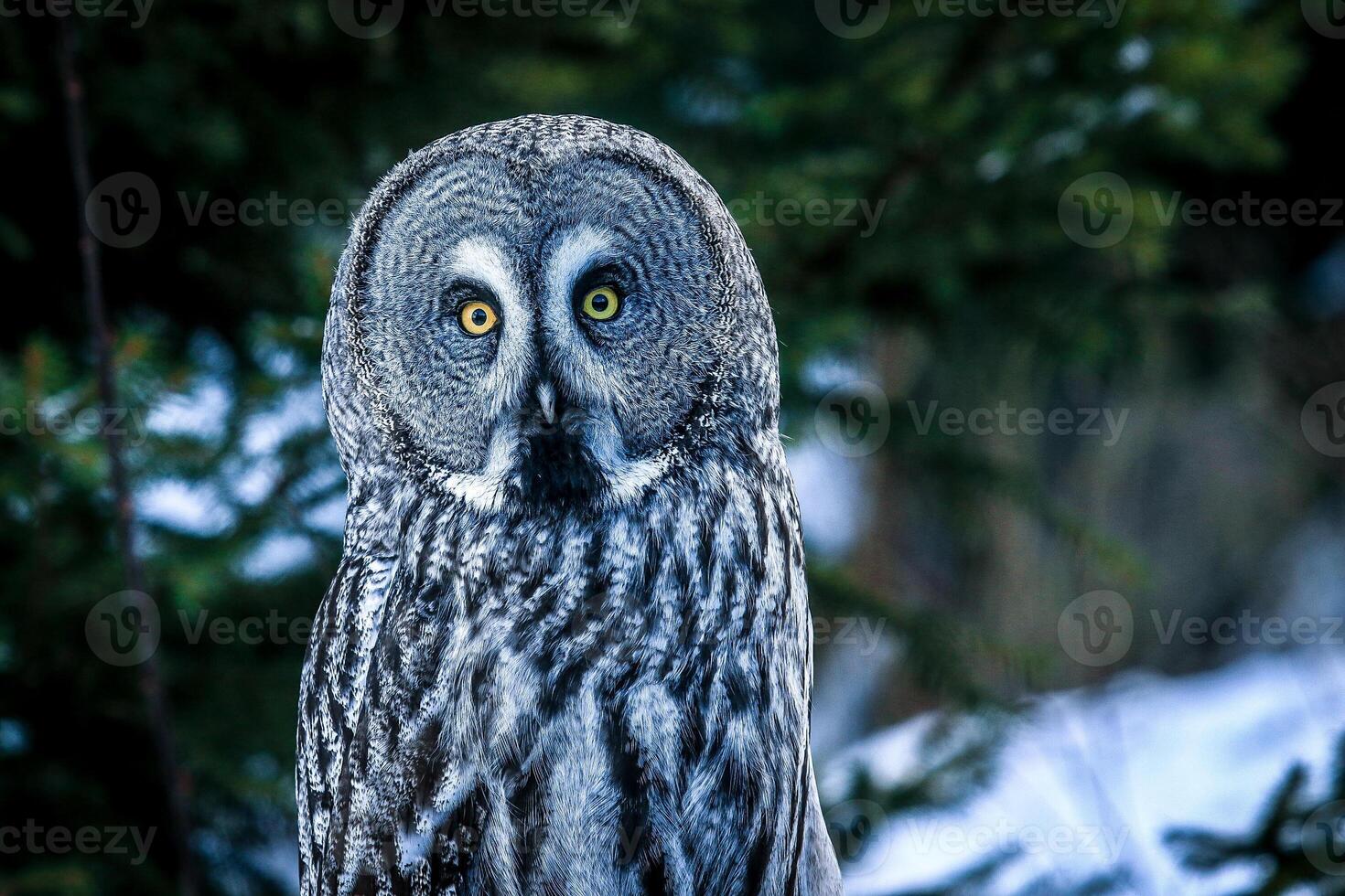 Close Up of Owl Perched on Tree Branch photo