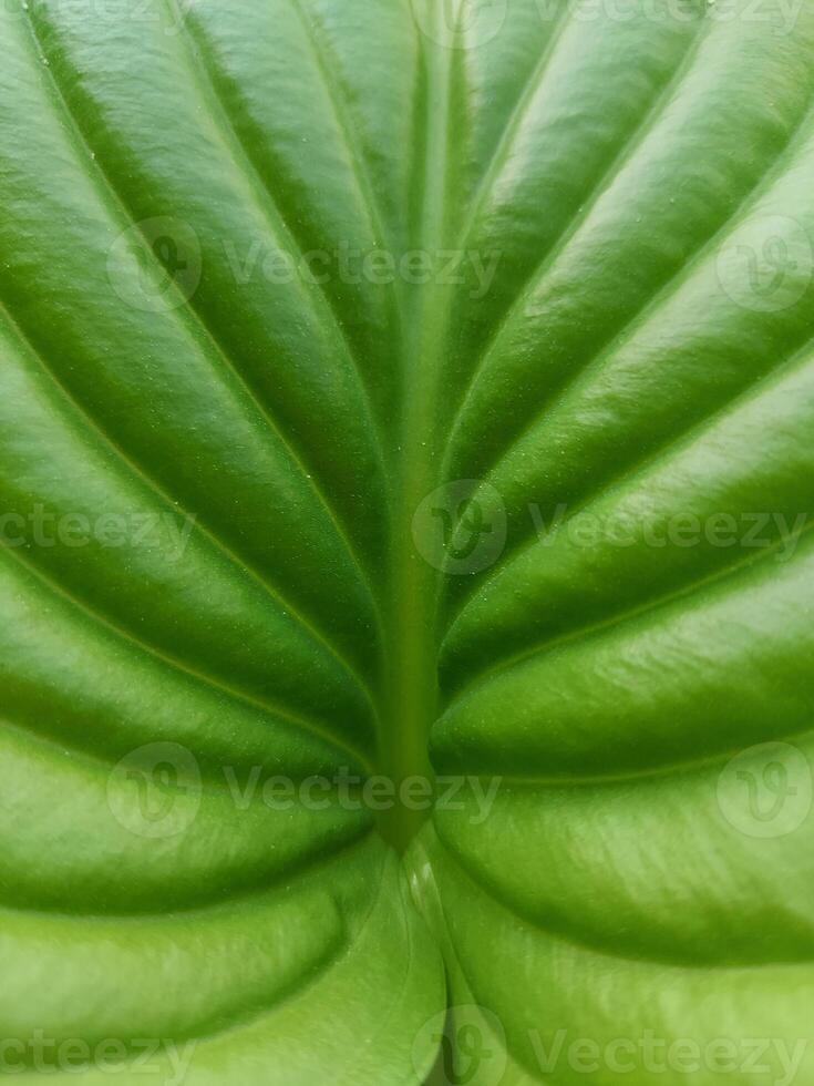 Green hosta leaf texture. plantain lilies, Funkia photo