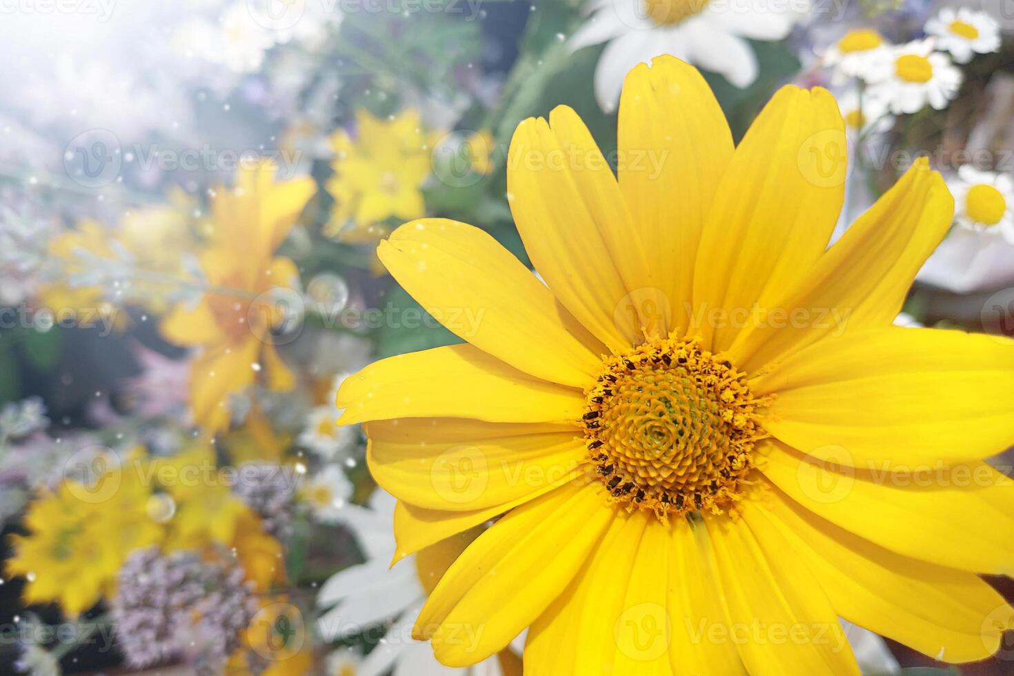 A large orange chamomile flower with sunlight and bokeh. beautiful spring background photo