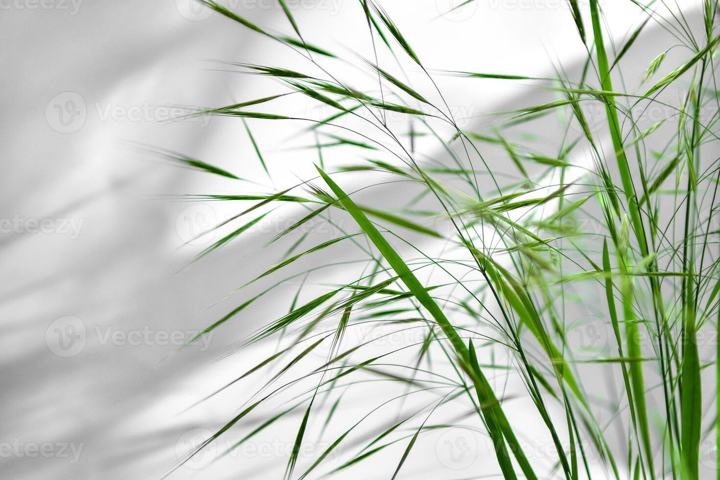 green grass with spikelets on the background of a gray wall in the rays of the sun. Background for further work. Light and shadow drawing. photo