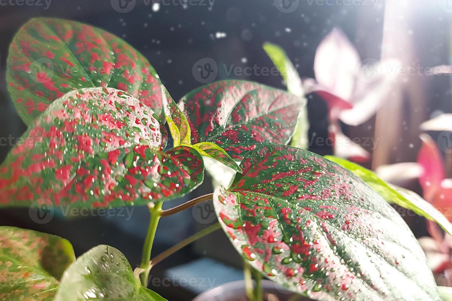 Flower seedlings grown independently. Young sprout in the sun. hypoestes photo