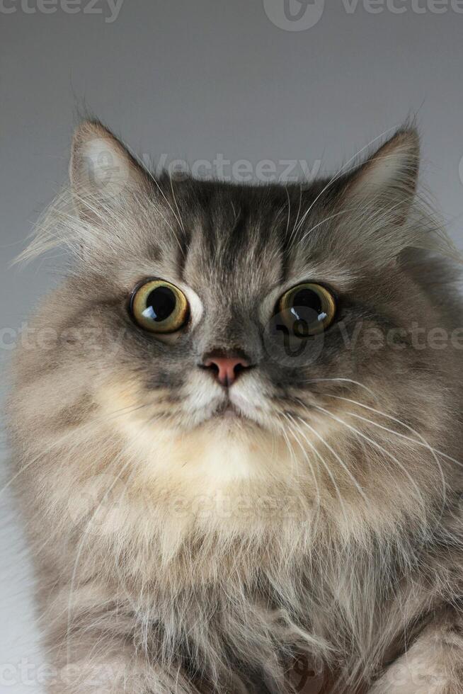 Grey Long Hair Persian Cat photo