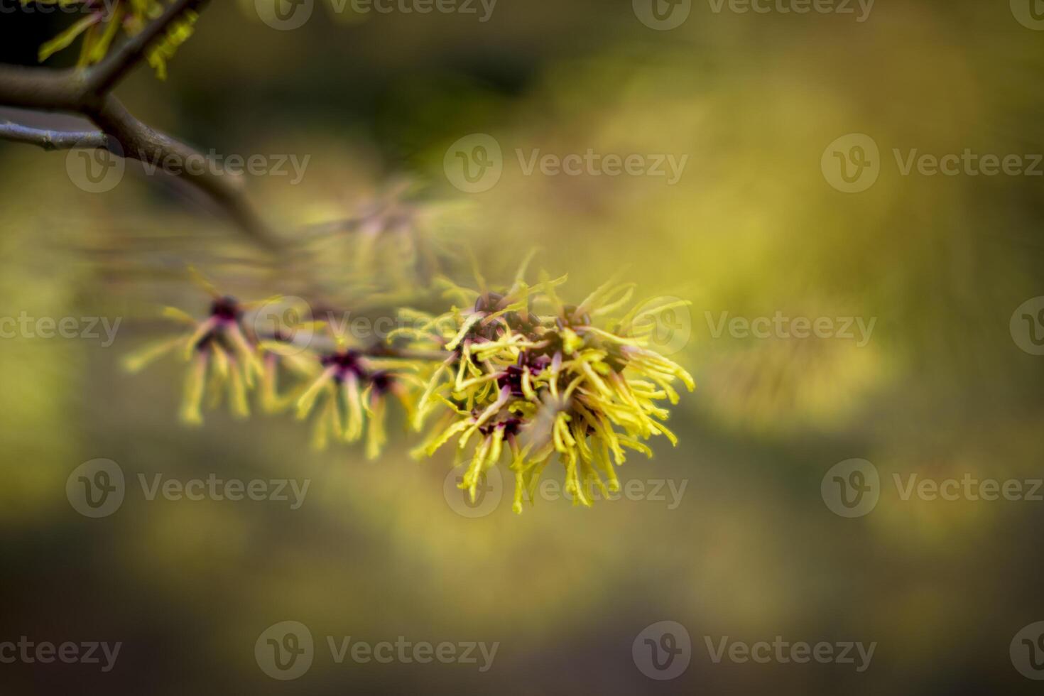 Closeup and selective focus shot of flowering Hamamelis intermedia or hybrid witch hazel photo