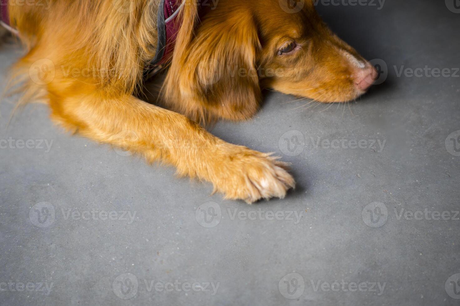 Brown dog resting on concrete floor photo