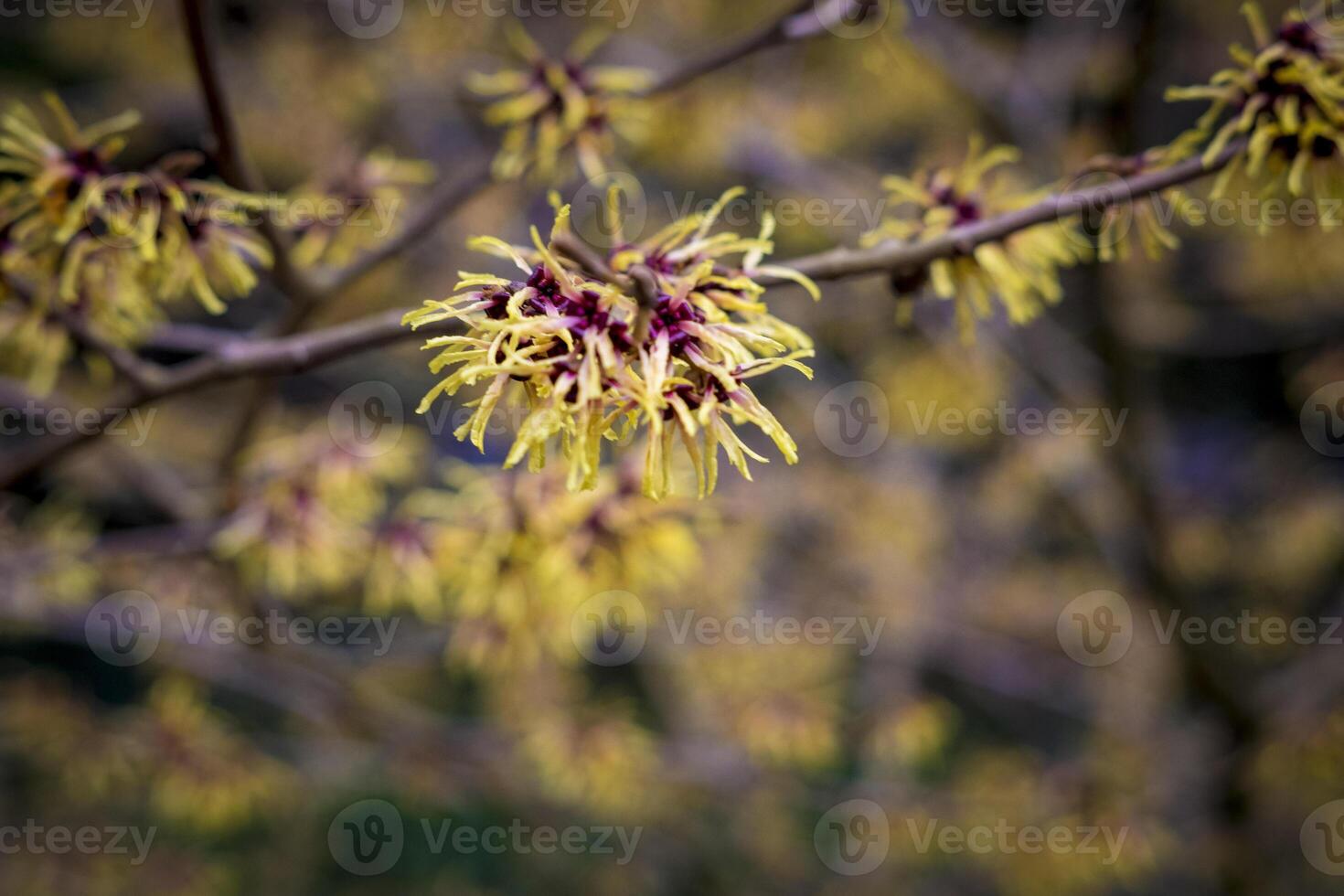 Closeup and selective focus shot of flowering Hamamelis intermedia or hybrid witch hazel photo