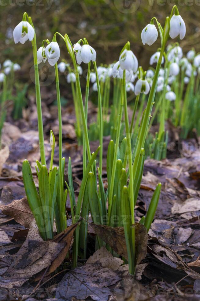 Closeup of flowering Galanthus nivalis or or common snowdrop photo