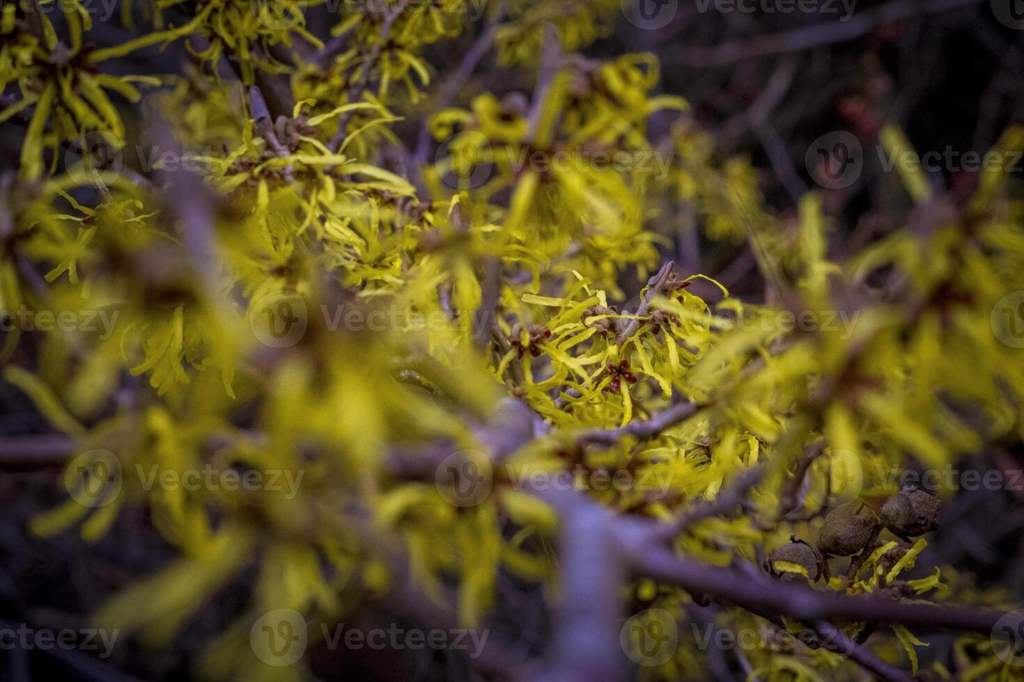 Closeup and selective focus shot of flowering Hamamelis intermedia or hybrid witch hazel photo