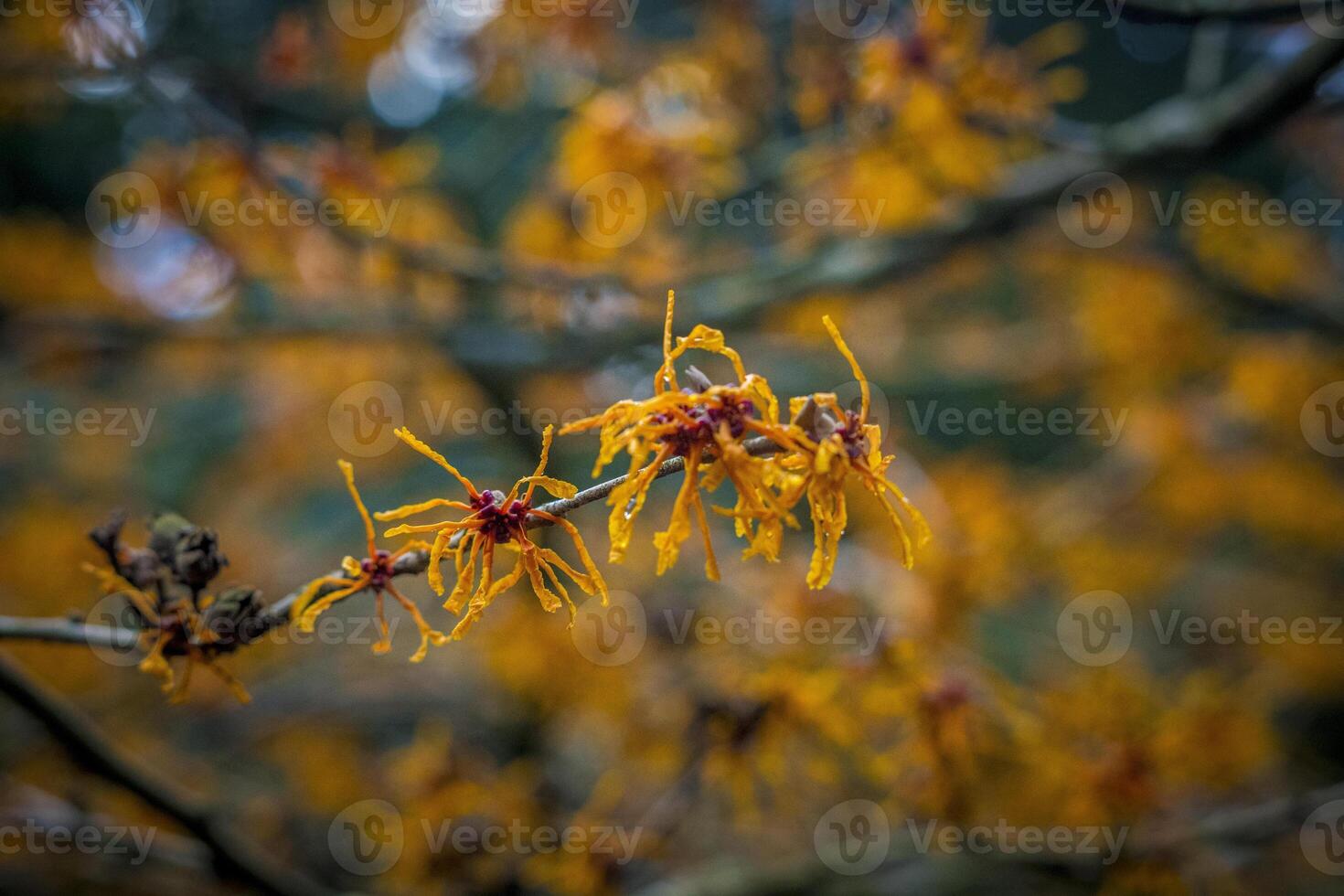 Closeup and selective focus shot of flowering Hamamelis intermedia or hybrid witch hazel photo