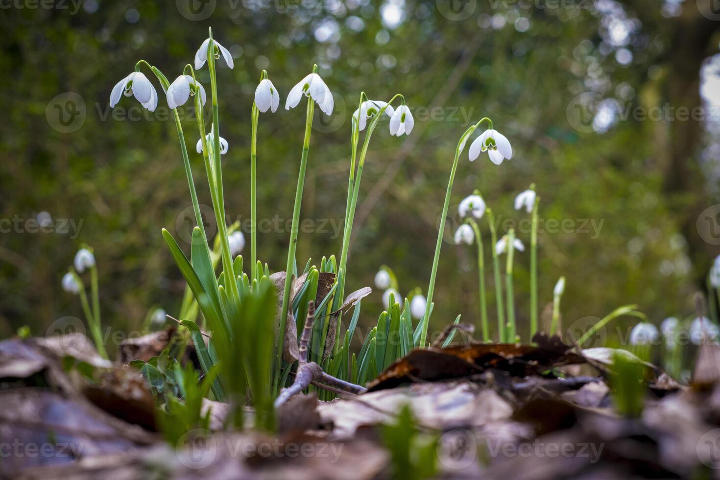 Closeup of flowering Galanthus nivalis or or common snowdrop photo