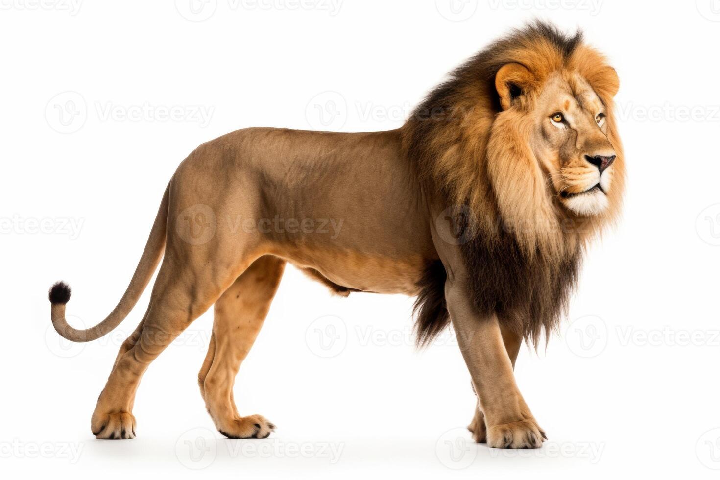 AI generated Lion isolated on a plain background photo