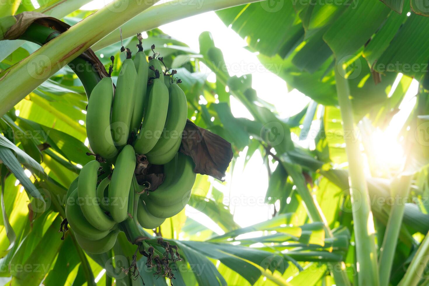 Banana tree with unripe green bananas growing on it. Background off green leaves and tree with sunlight. photo