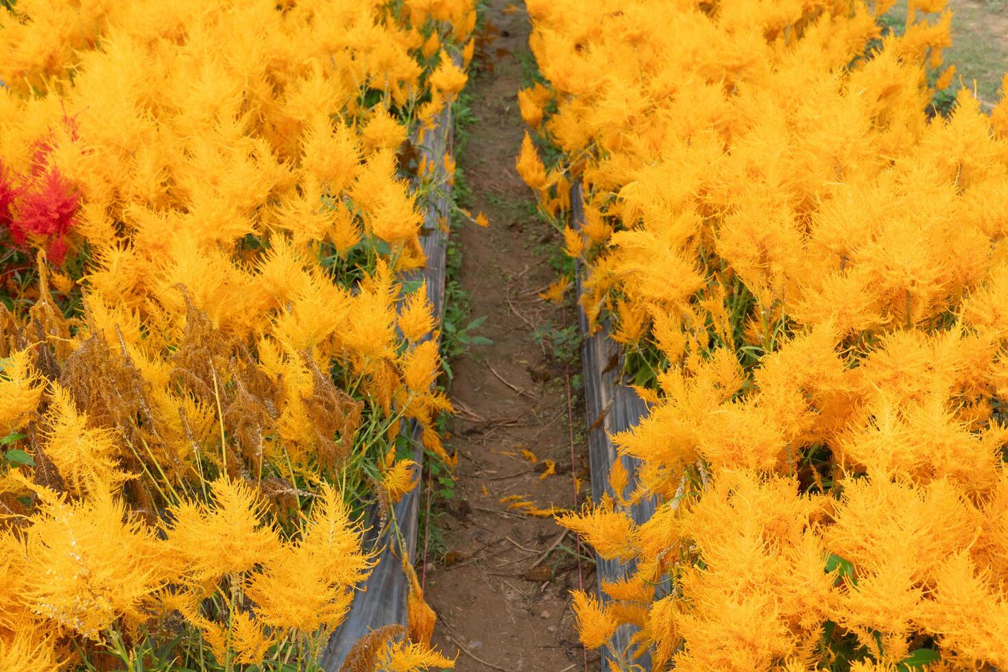 amarillo flor de celosia plumosa en el arboles crecido en grande números en fila parcelas foto