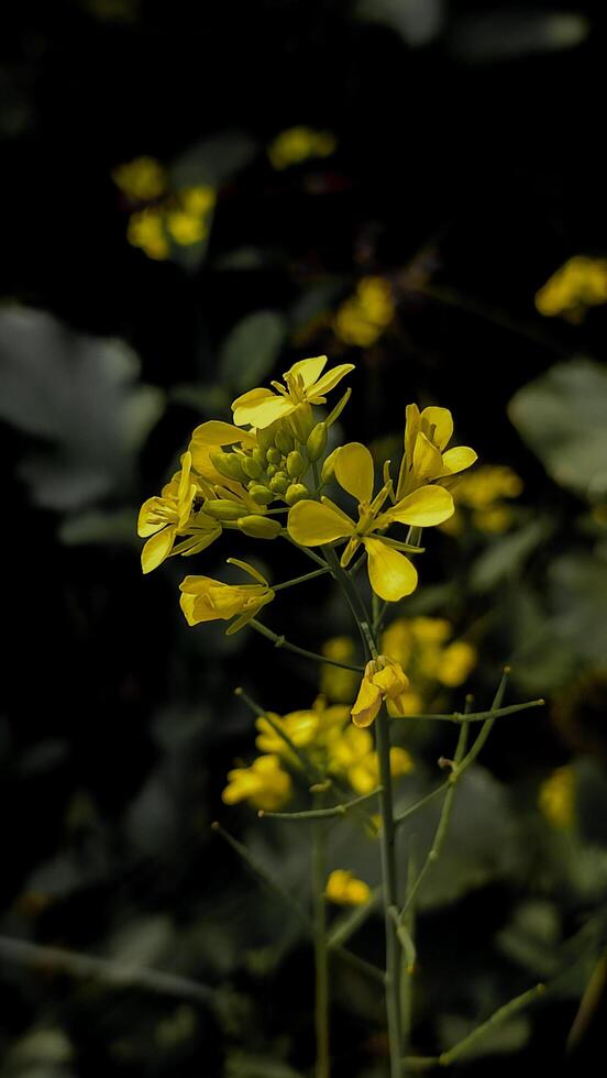 Yellow flower image photo