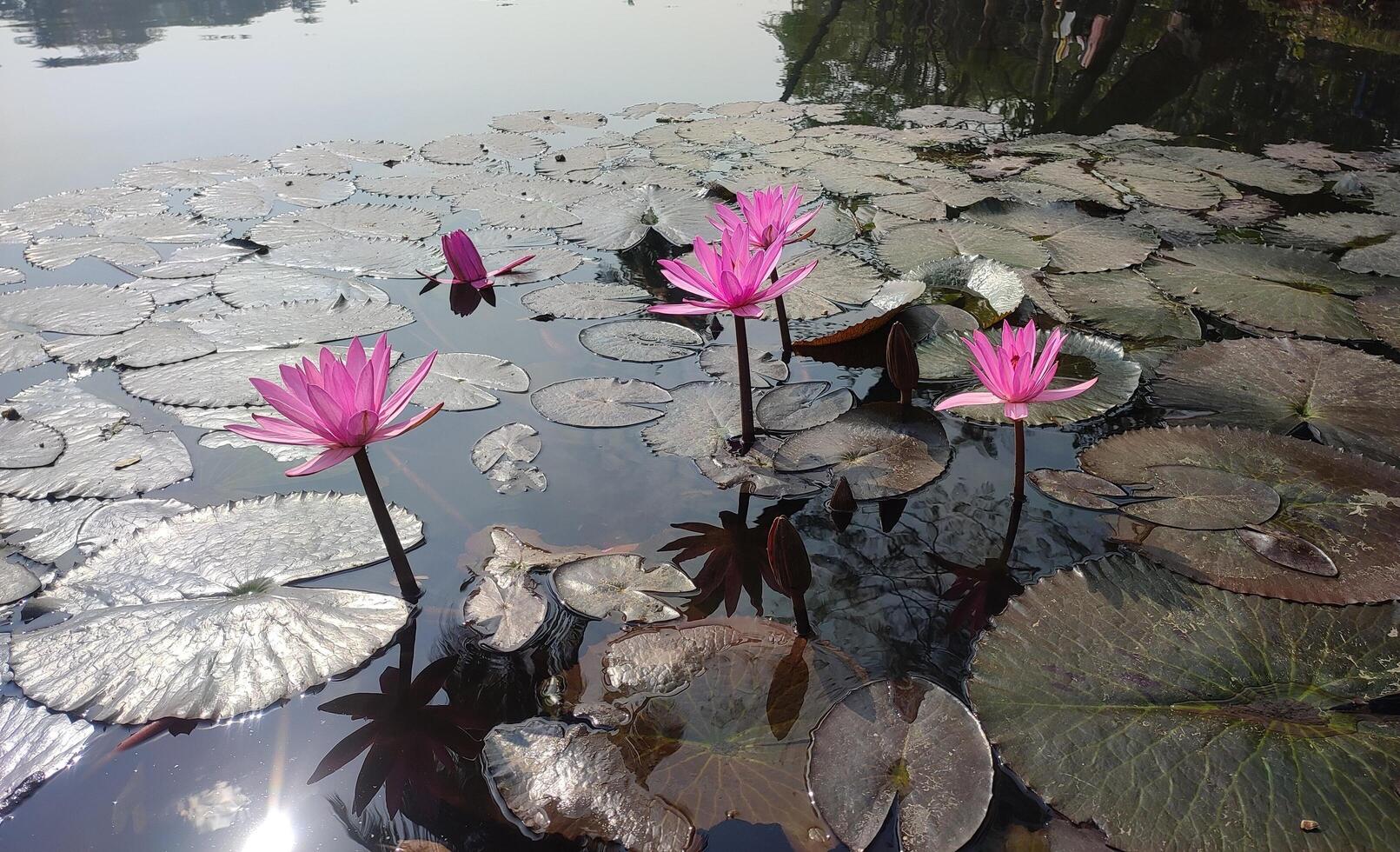Water lily flower photo