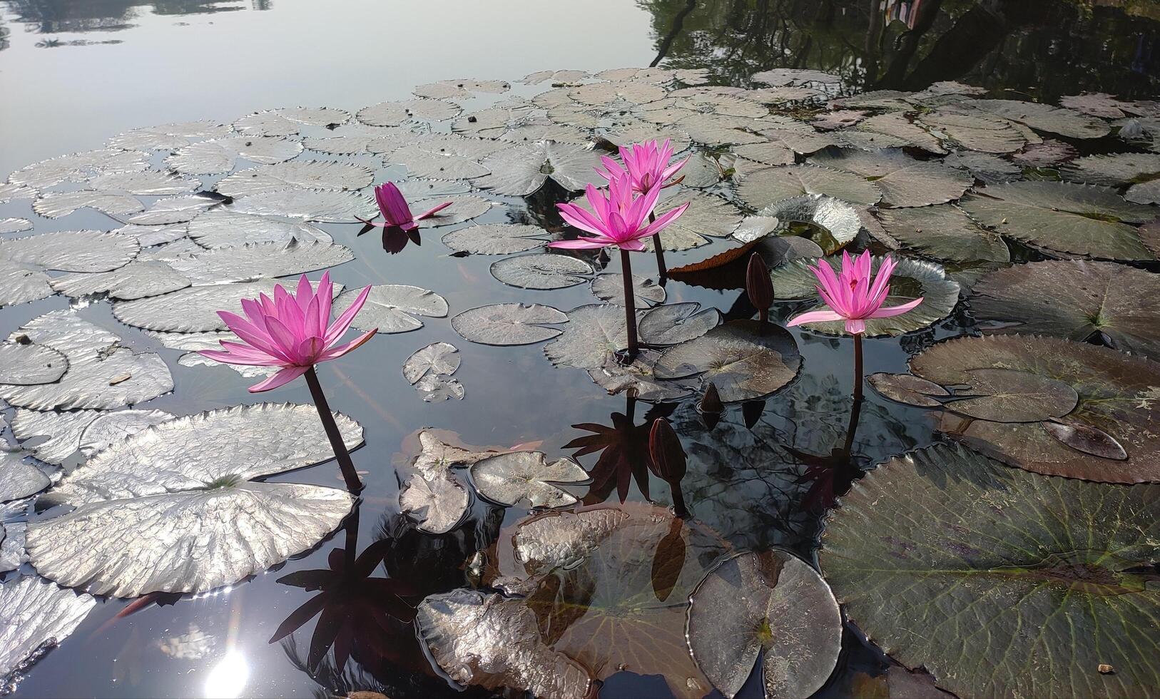 Water lily flower photo