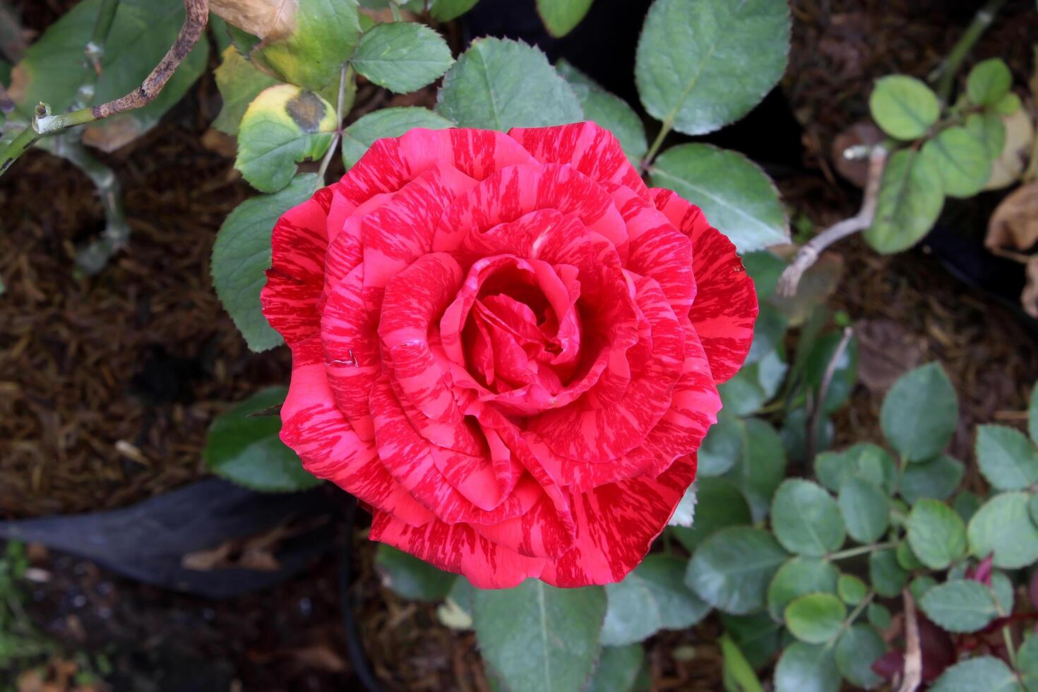 red pattern rose flower in the garden photo