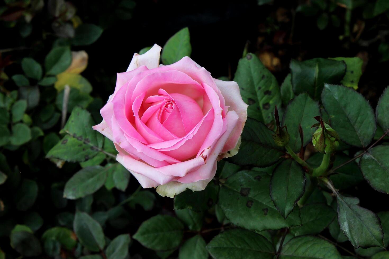 pink rose in the garden, beautiful rose flower photo