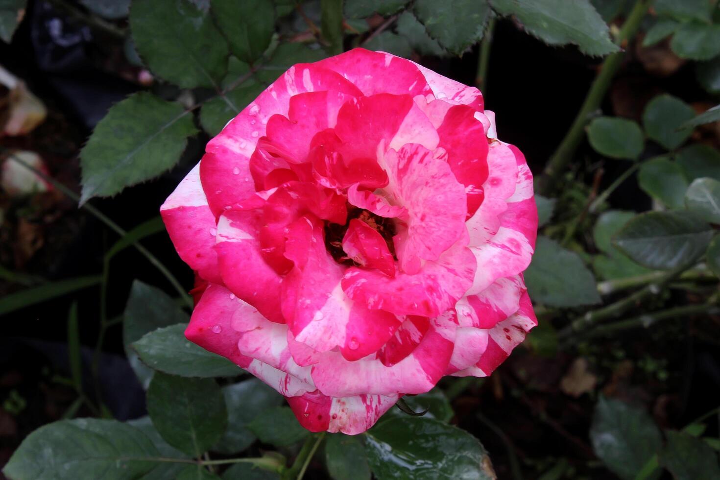 pink rose in the garden, beautiful rose flower photo