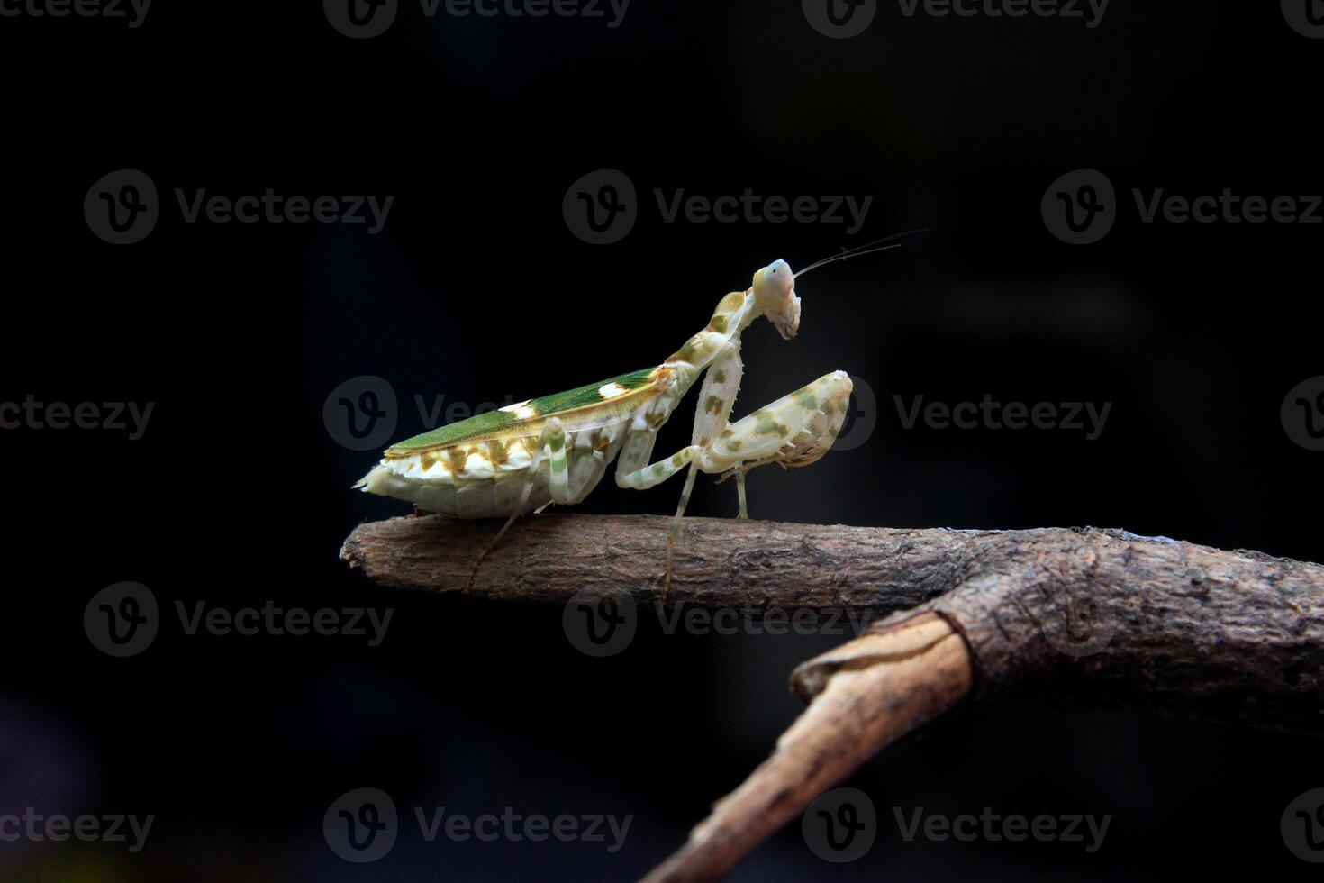 very beautiful mantis with a combination of green and white photo