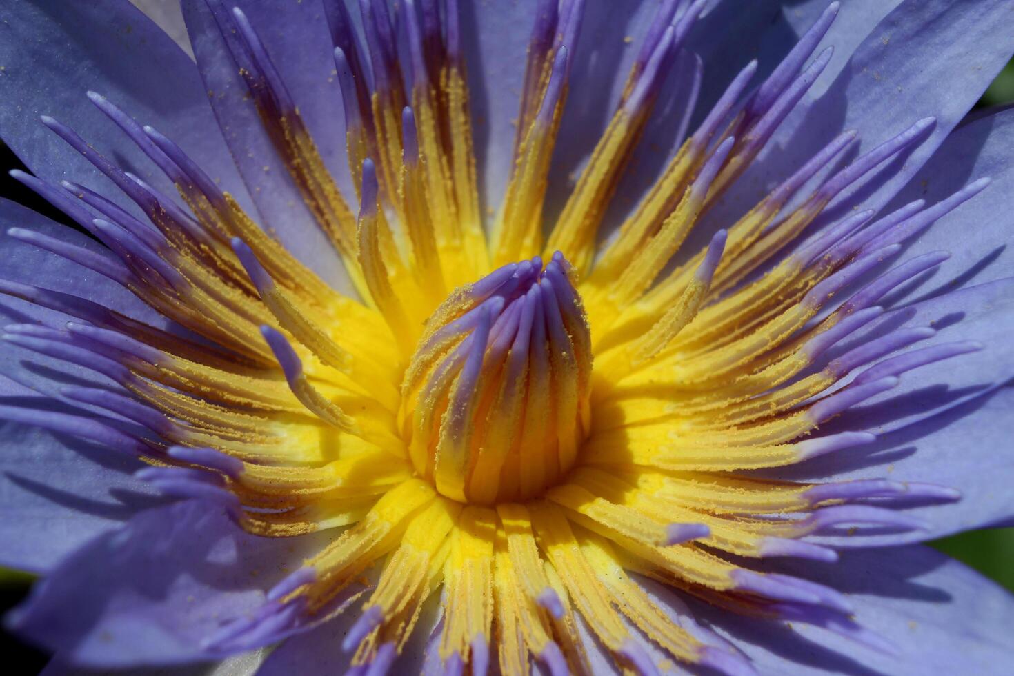 lotus or water lily in pond photo