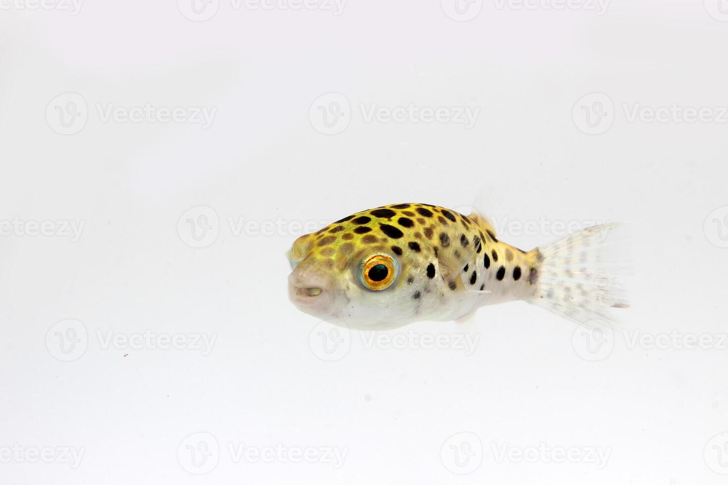 green spotted puffer fish, freshwater puffer fish photo