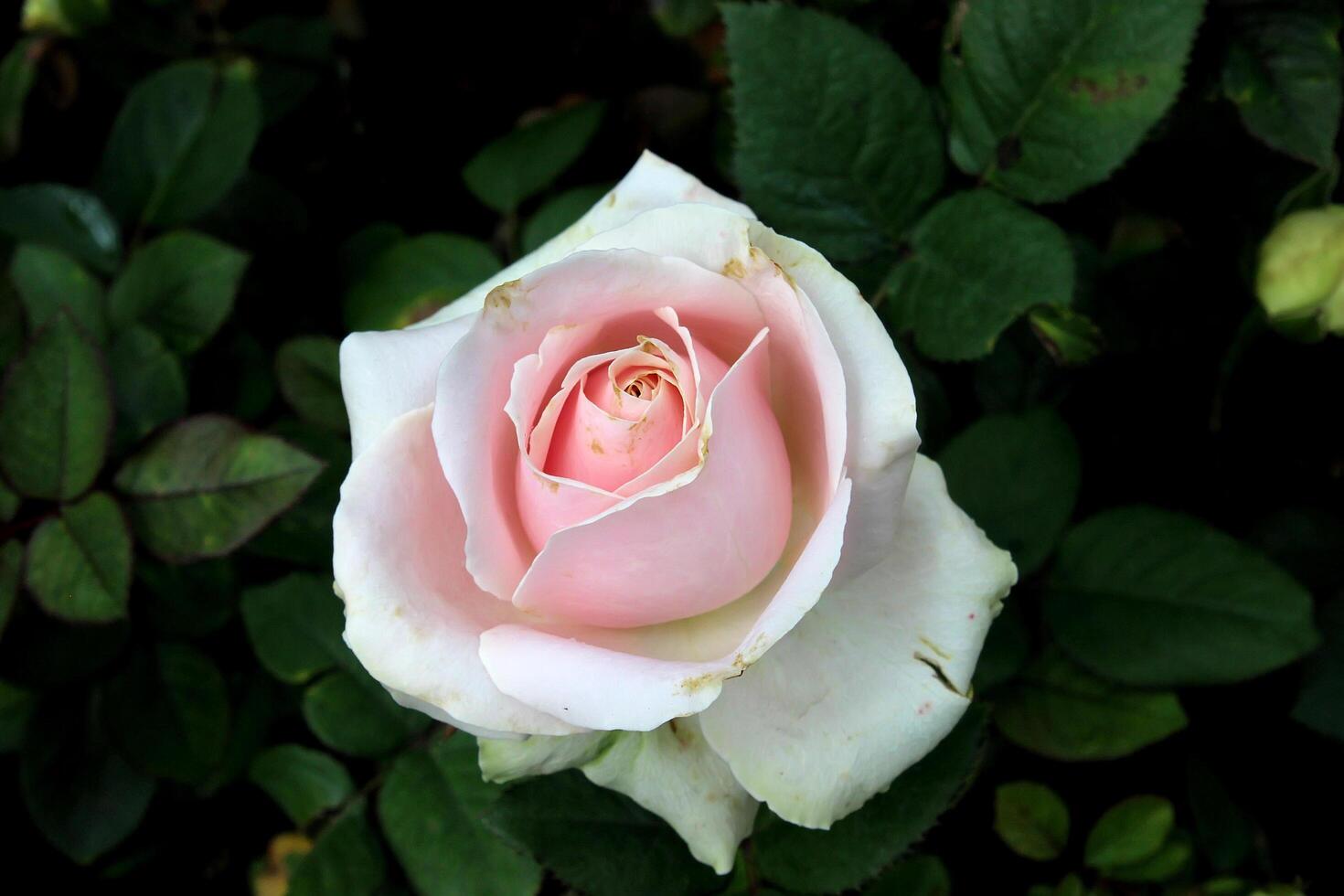 Beautiful white rose with pink lip photo