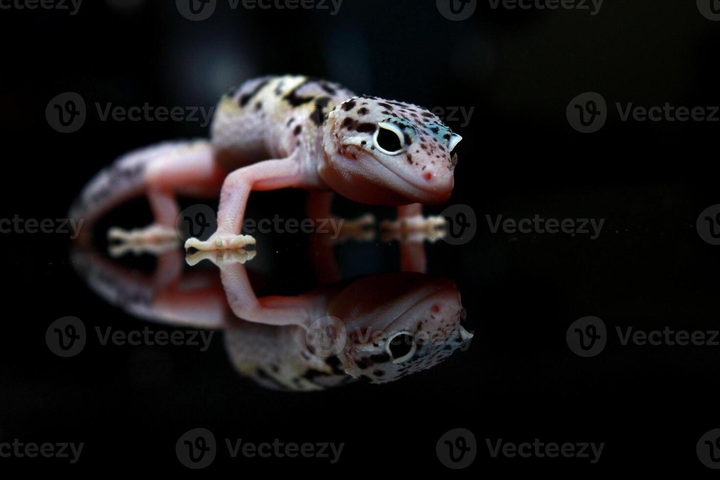 a cute-faced leopard gecko photo