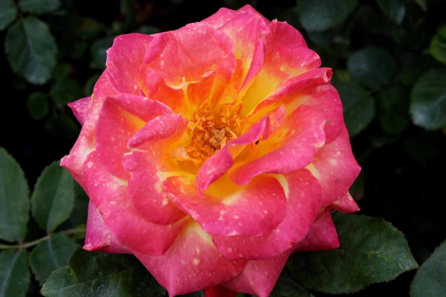 pink rose in the garden, beautiful rose flower photo