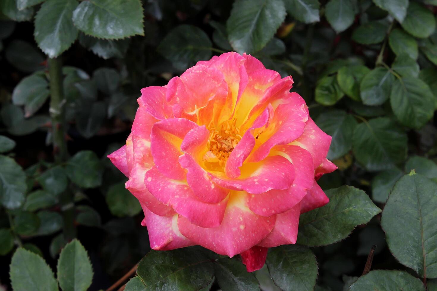 rosado Rosa en el jardín, hermosa Rosa flor foto