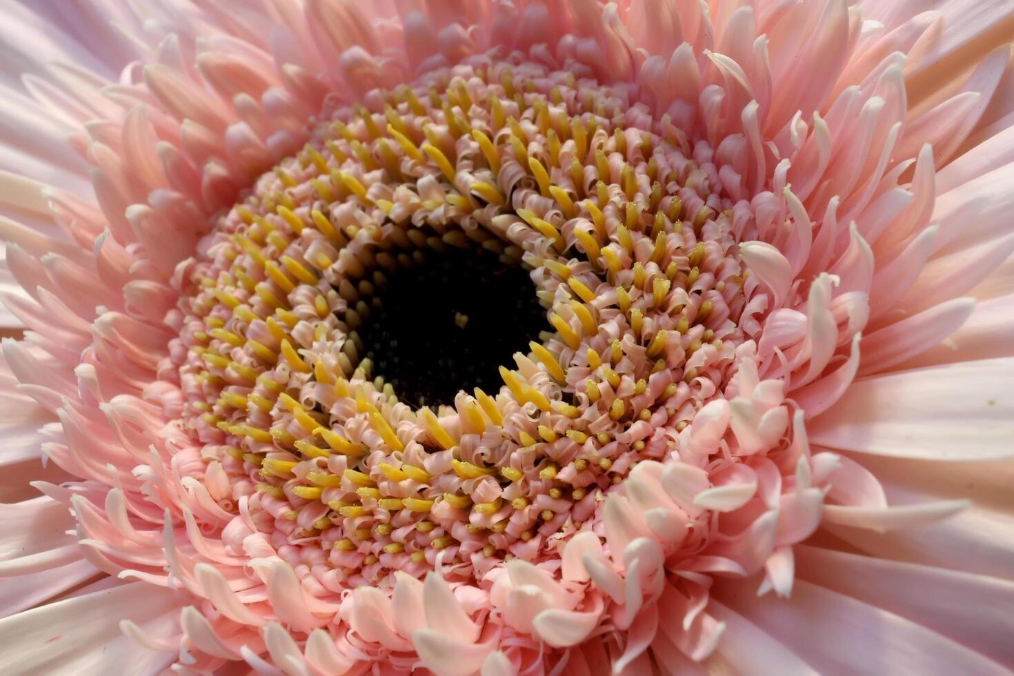 hermosa gerbera flor, hermosa naturaleza foto