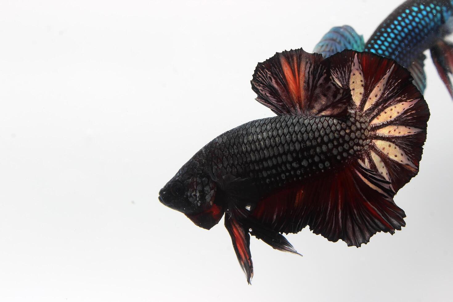 Beautiful short tail fancy betta fish on white background photo