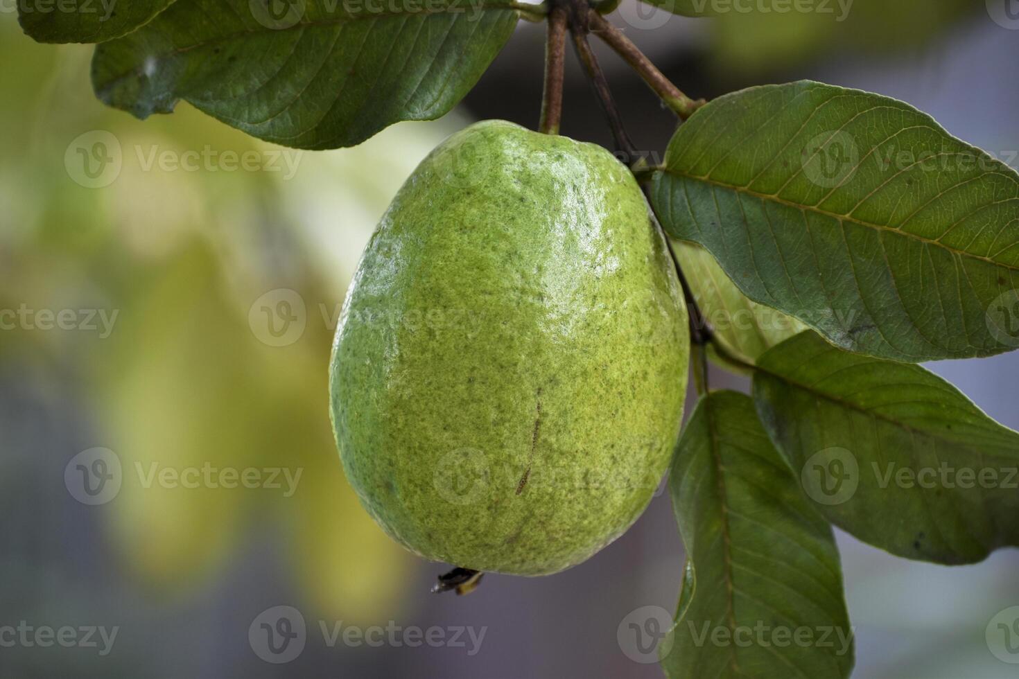 Fresh Green guava, Vitamin-packed delight, a juicy burst of health and flavor in every vibrant bite. photo