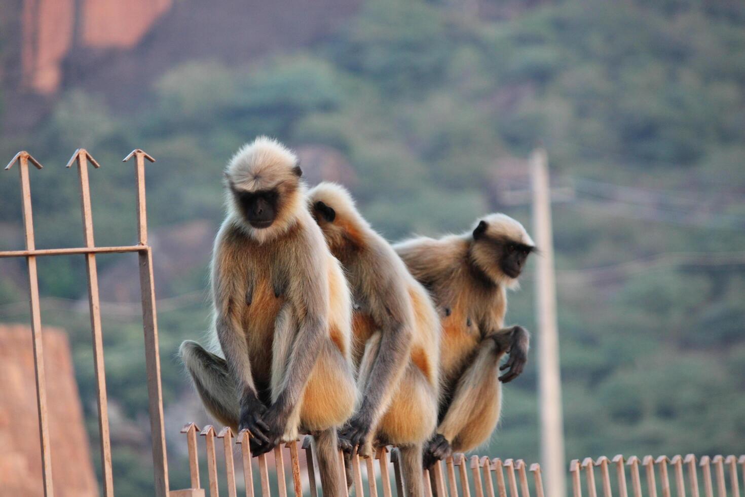 Langur Monkeys in Nature photo