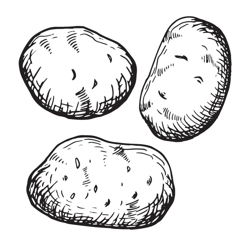 tubérculo patata vector ilustración aislado en blanco. conjunto de todo patatas tinta silueta mano dibujado. raíz vegetales negro blanco describir. para diseño menú, envase, ingredientes de receta, embalaje.